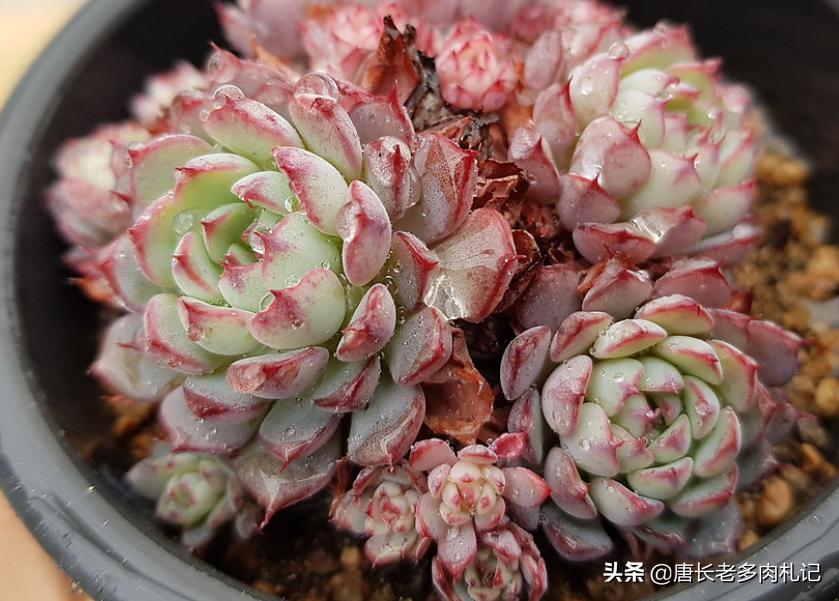 多肉姬莲系列哪个品种最好看,姬莲系的多肉有哪些品种