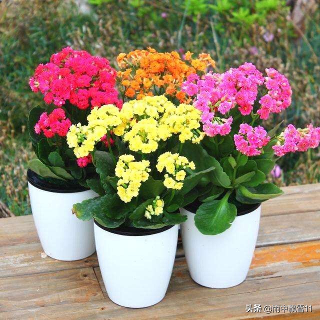 春萌多肉的正确养殖方法,春天叶插多肉