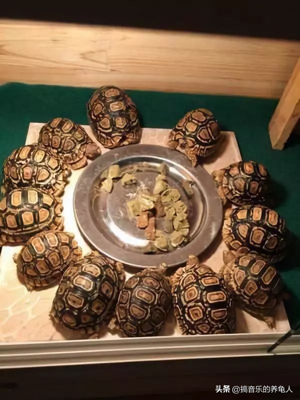 新龟入手注意事项,新手养龟到底该给乌龟倒多少水