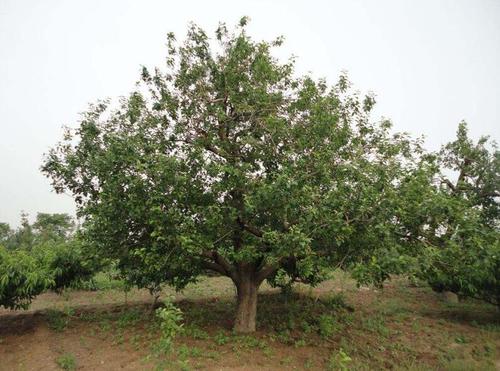 6个可能会夺走你性命的“可怕树木”，看到需要立即逃命