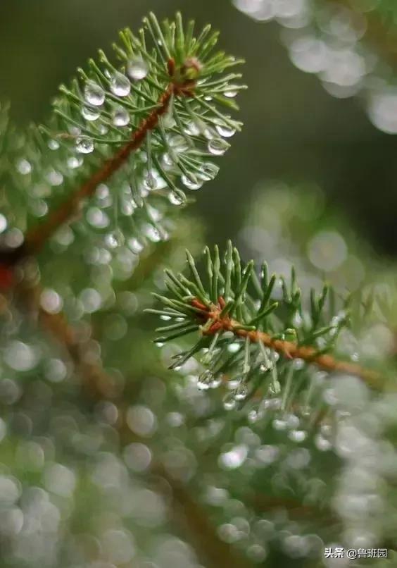 松木简介,松木原木介绍