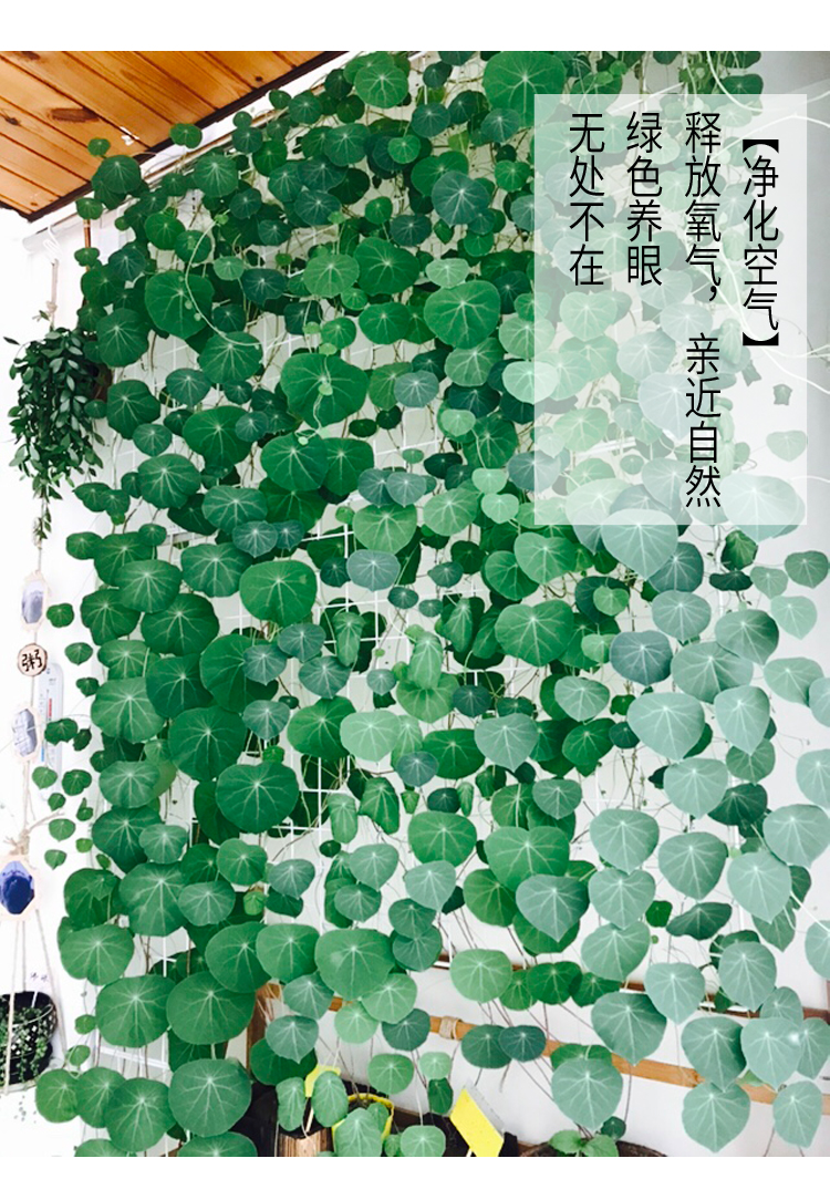 常见的五种最丑的花,最好养的丑花排名