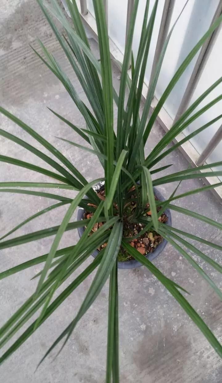 蕙兰绿素三星,蕙兰红素三星