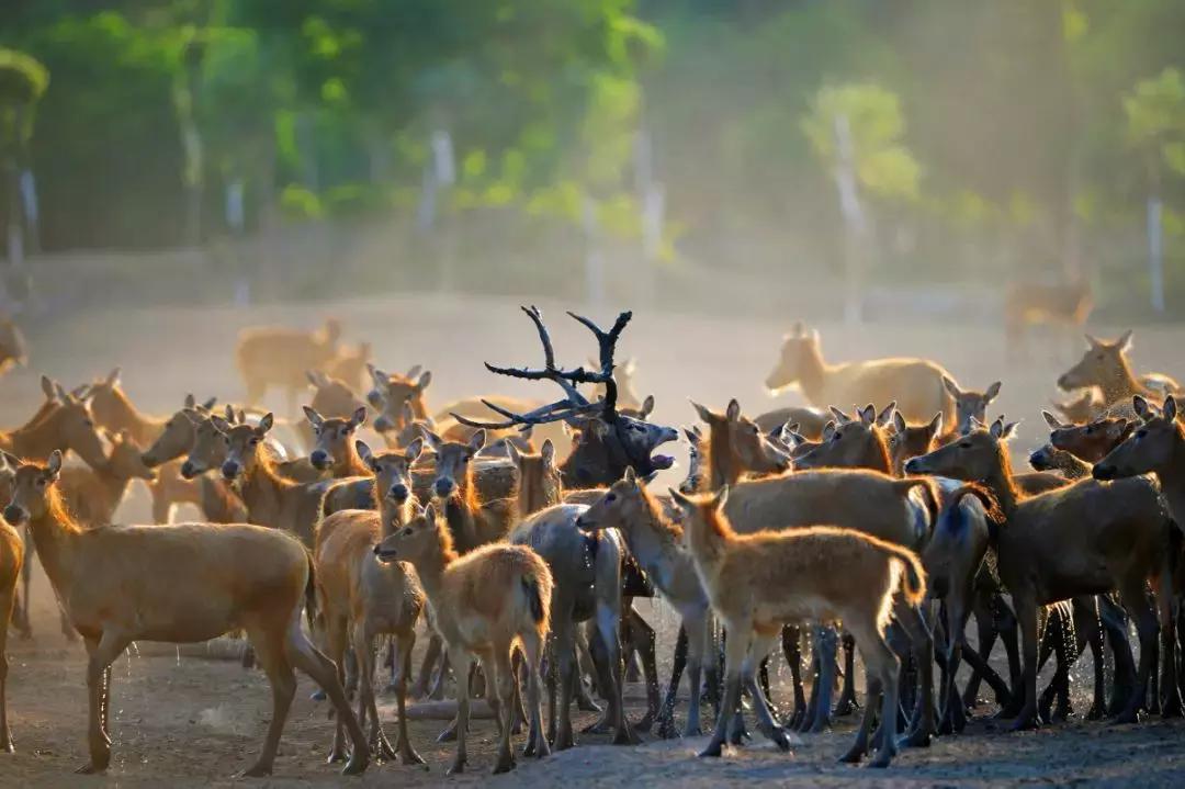 赌上全人类的技术,我们至今仍没有复活一种灭绝生物?