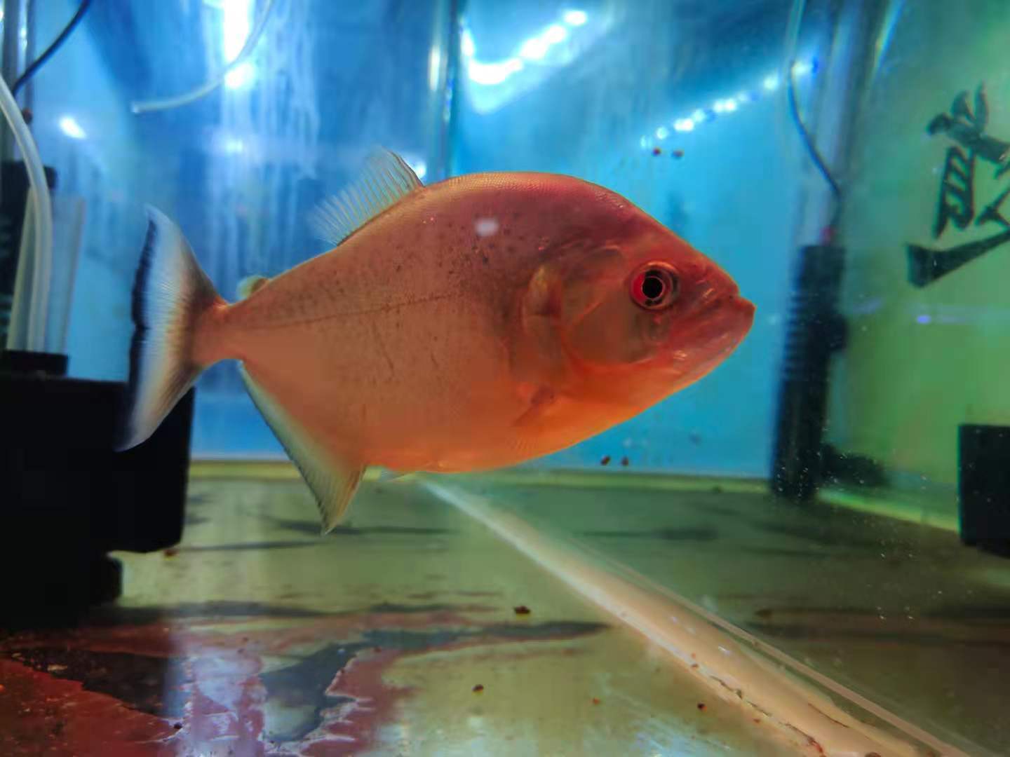 观赏鱼身体有粘液怎么治,观赏鱼身上有小气泡是怎么回事