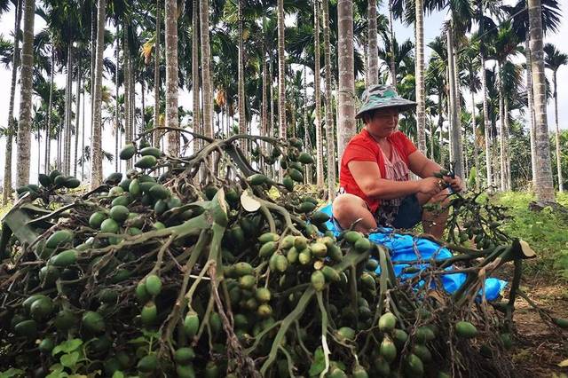 槟榔致癌有多强超出你的想象,槟榔致癌还有多少人不知道
