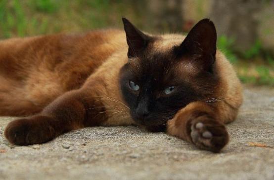 母猫更粘人还是暹罗猫更粘人,十大最干净最好养的猫暹罗猫