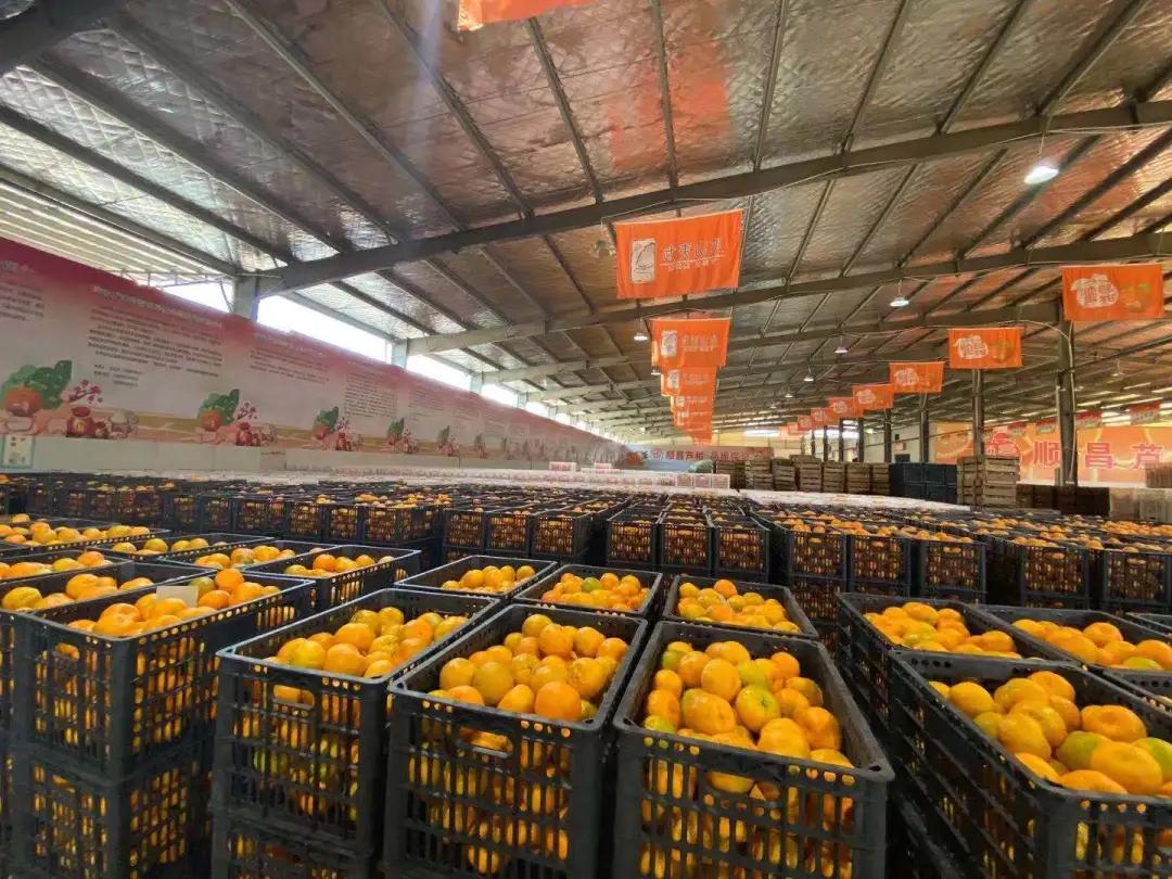 良橙橘日最忆顺昌！主播喊你吃橘子啦