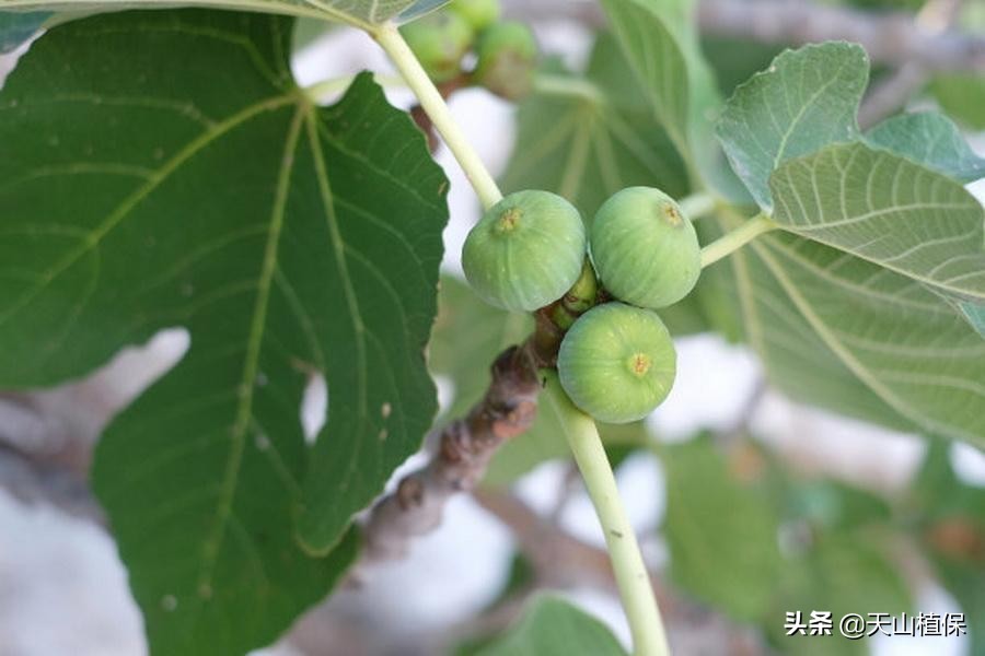无花果越冬保鲜方法,无花果最先进的保鲜方法