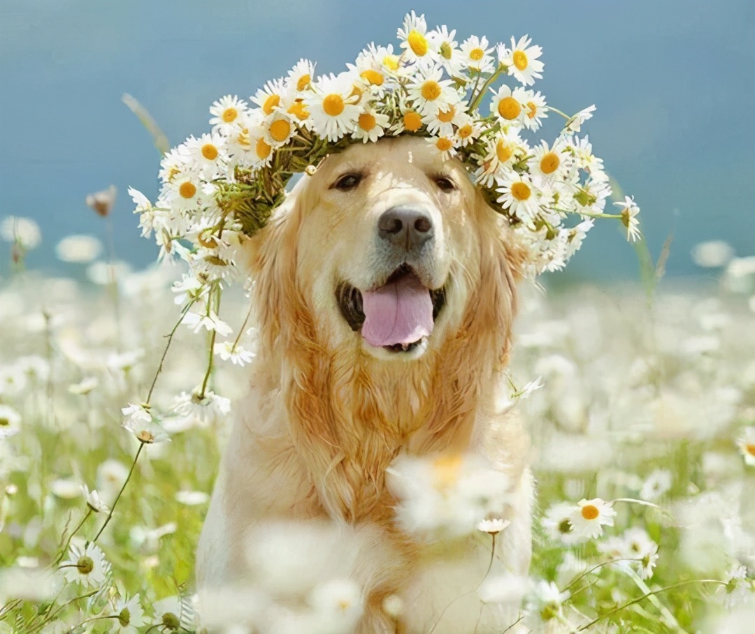 狗狗颜值排行榜你家狗子上榜了吗,狗界颜值排行萨摩耶