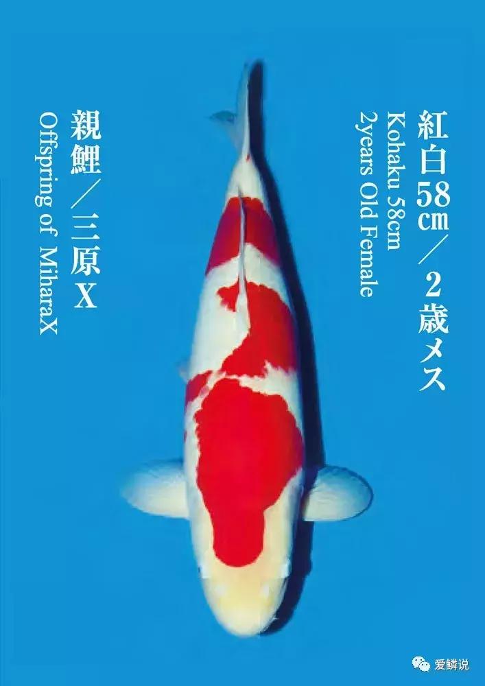 十几条回答每日优质问答,4个优质问答经验分享