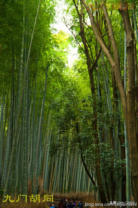 京都岚山风景区在哪,京都岚山樱花
