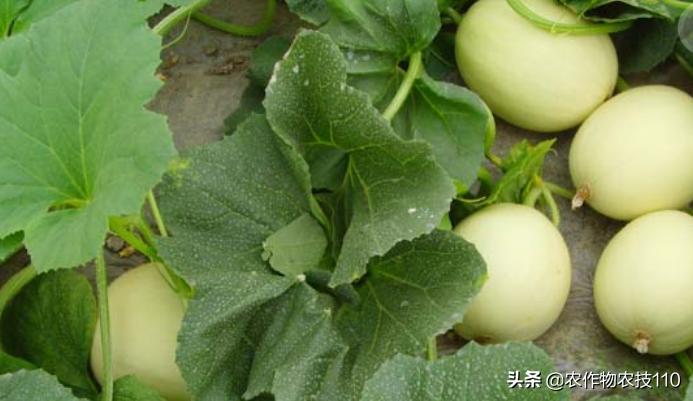 大棚甜瓜种植技术视频教程,大棚种植甜瓜利润怎么样