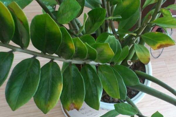 金钱树叶子发黄脱落怎么挽救,金钱树梗都发黑斑且变蔫了怎么救