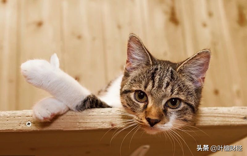 叶檀谈去年货币超发了多少,叶檀谈当前经济形势