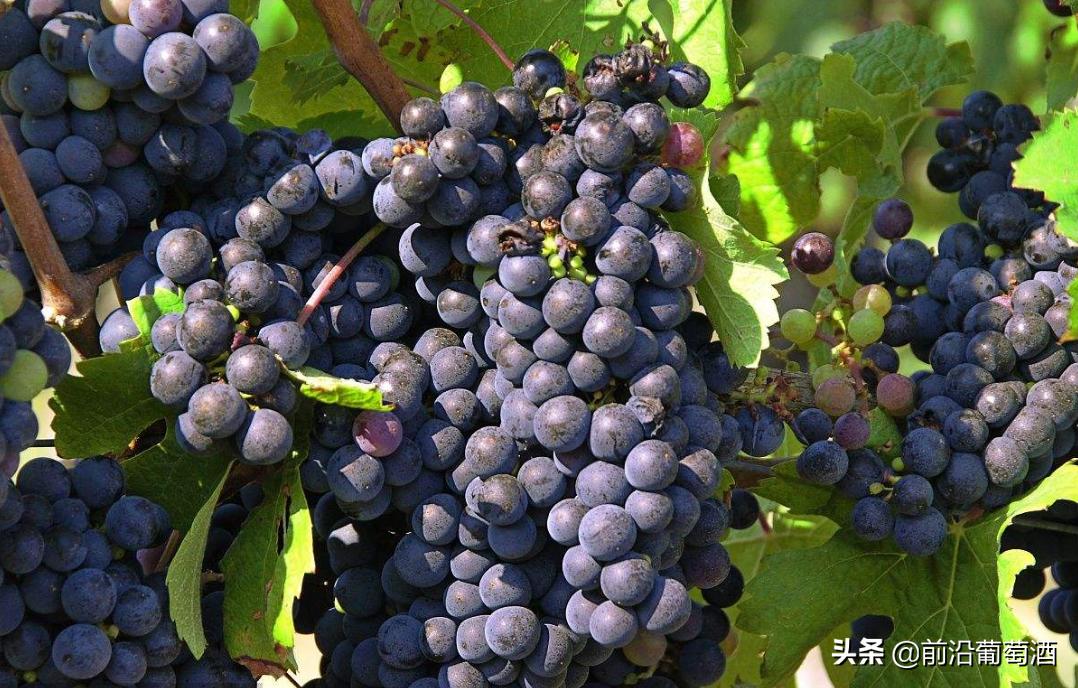 美乐葡萄酒档次怎么样啊,美乐葡萄酒图片大全高清