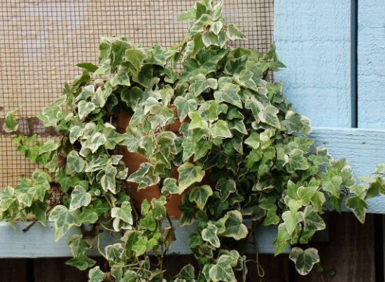 常春藤烂根移盆,常春藤枯萎的补救办法