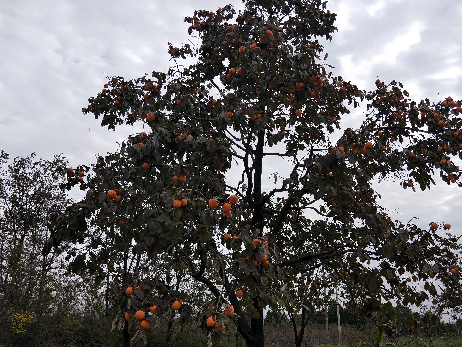 看农村是怎样采摘柿子的,采摘柿子全过程
