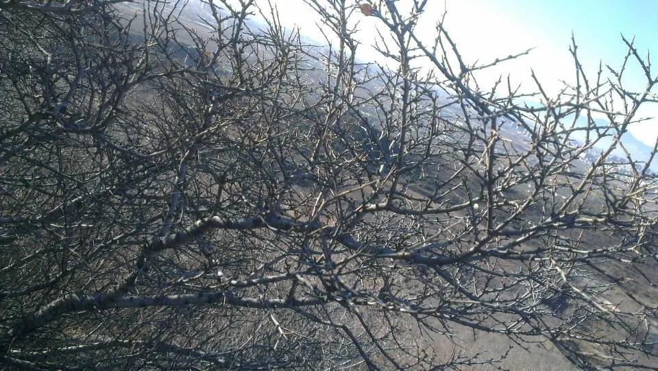 麻梨疙瘩与紫琉璃是一种东西吗,麻梨疙瘩和火琉璃有哪些区别