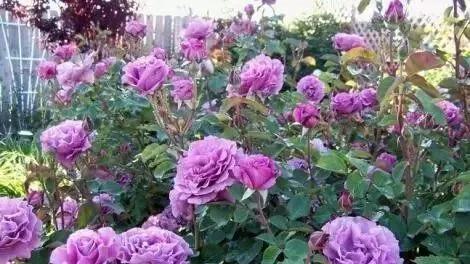 100种玫瑰花品种大全,玫瑰花有哪些品种大全