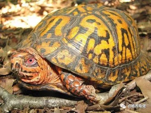 环境改变乌龟腐皮会自己好吗,环境导致的龟腐皮