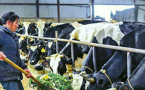 养殖业可以无息贷款吗,养殖业无息贷款相关政策