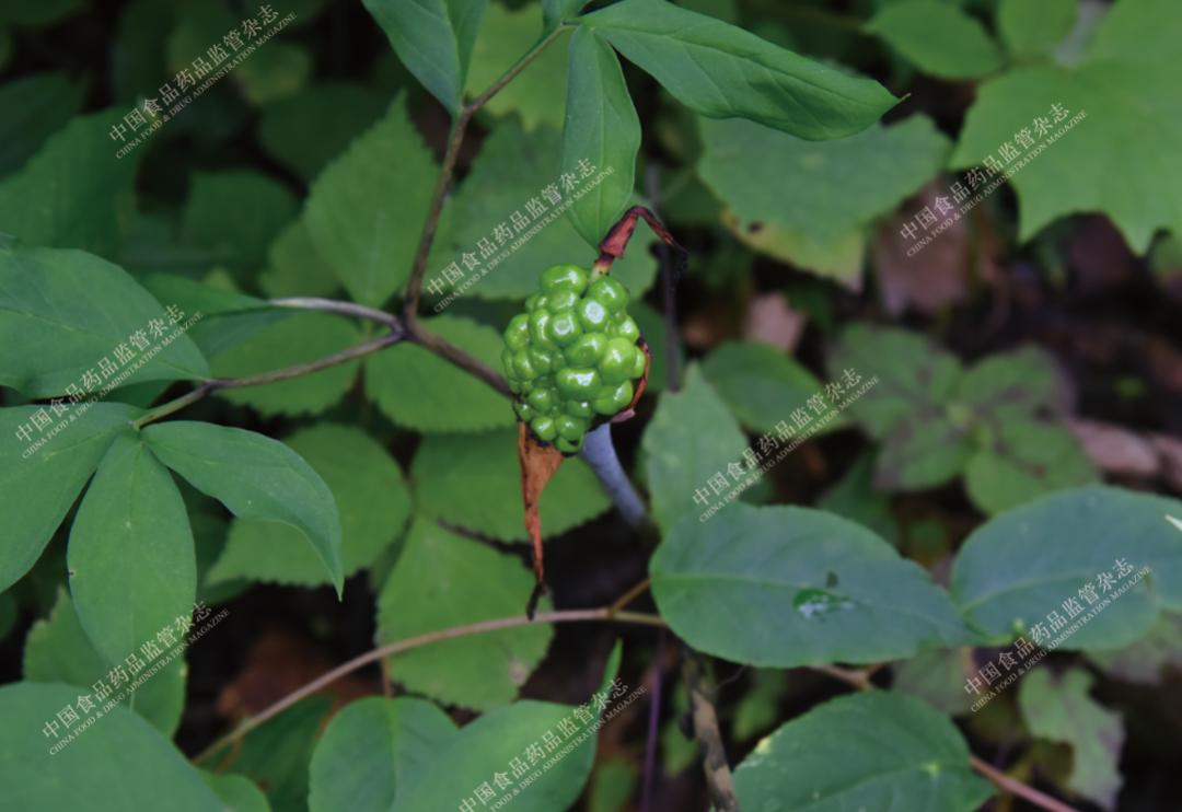 本草知识人参,本草中国视频感悟