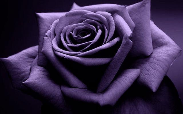 玫瑰为什么被视为爱情,玫瑰花花语及代表意义和象征