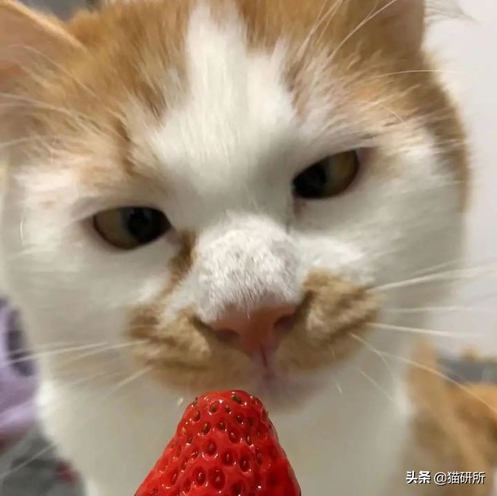 猫咪斗鸡眼是什么意思,猫咪斗鸡眼困倦不爱动微微颤抖