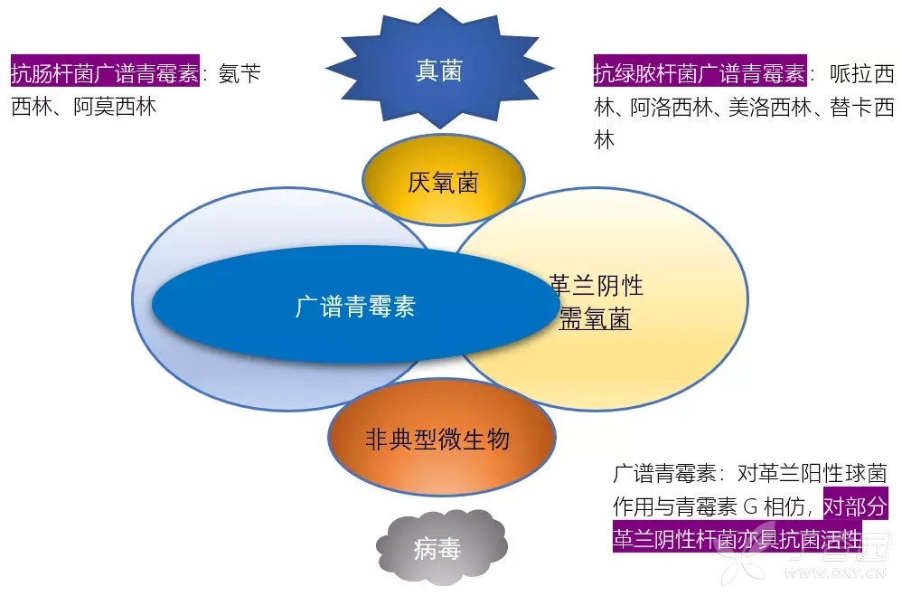 定期复习：各大类型抗生素抗菌谱，看完这个受益匪浅