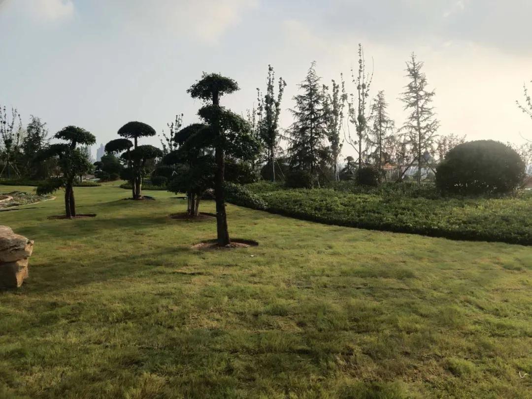 拆违复绿,建设滨河生态园林城市,临沂这家园林公司干得不错