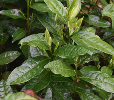 一份匠心茶叶,一份匠心图片