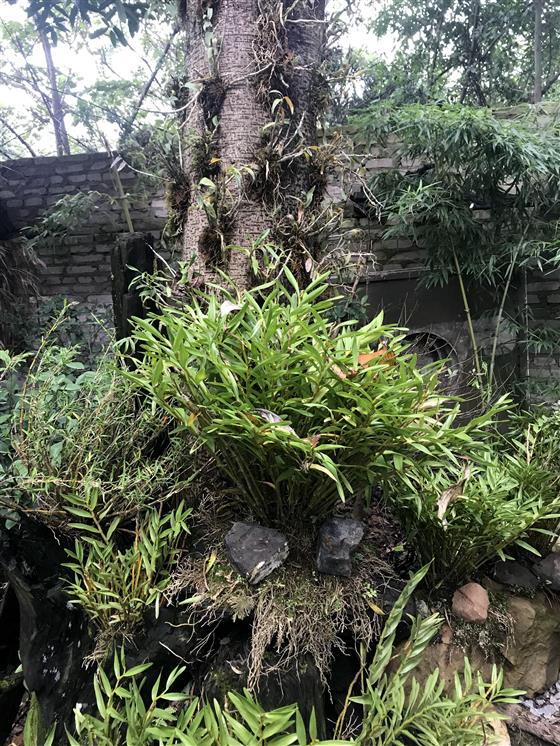 石斛生态园图片大全,重庆大足石斛基地