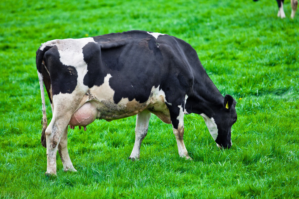 羊奶比牛奶好在哪些,到底羊奶和牛奶哪种好些