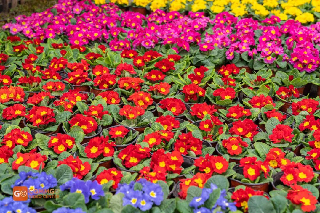 重庆花市排名前十名,重庆花市哪里最便宜