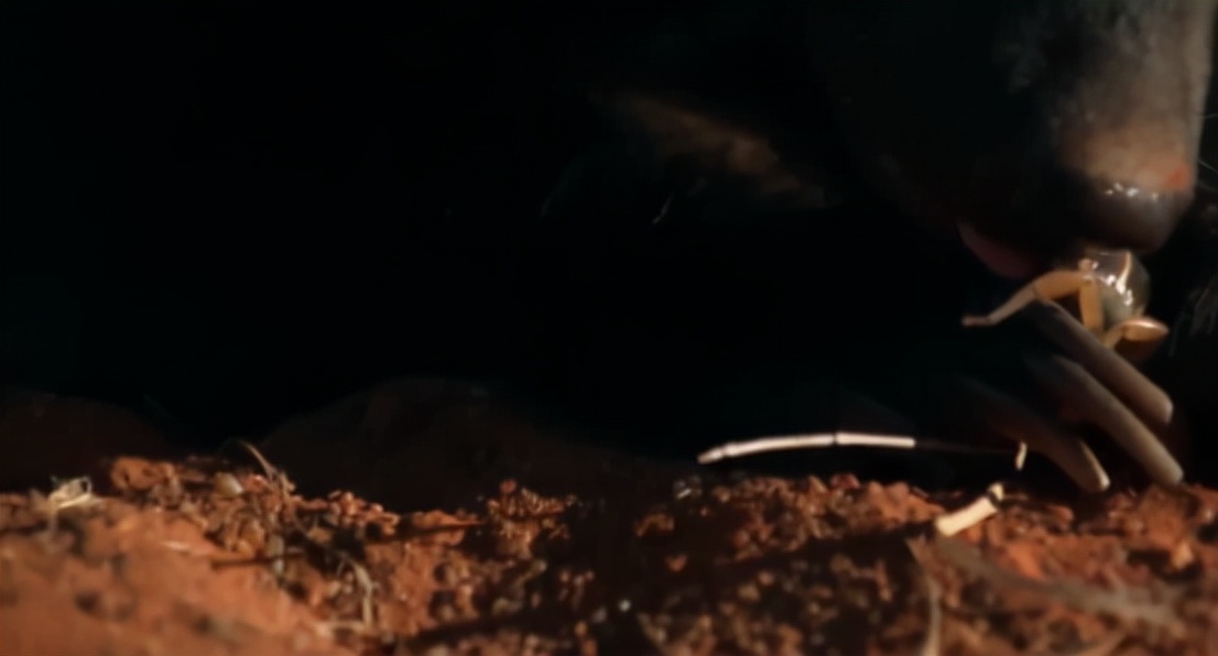 蜜獾两小时后继续享用毒蛇,蜜獾凶猛攻击人类