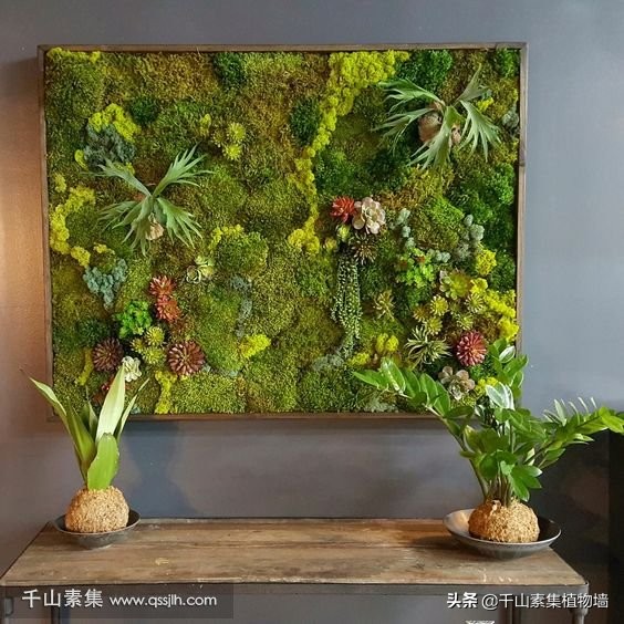 室内植物墙建造方法,适合打造植物墙的植物