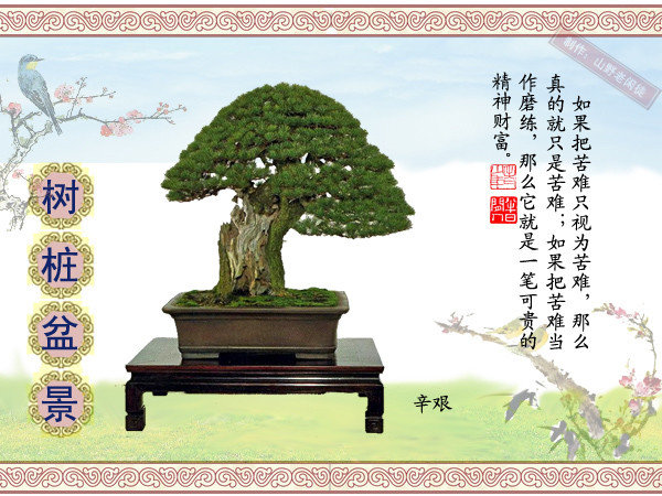 高山杜鹃花老树桩盆景,大树桩盆景欣赏