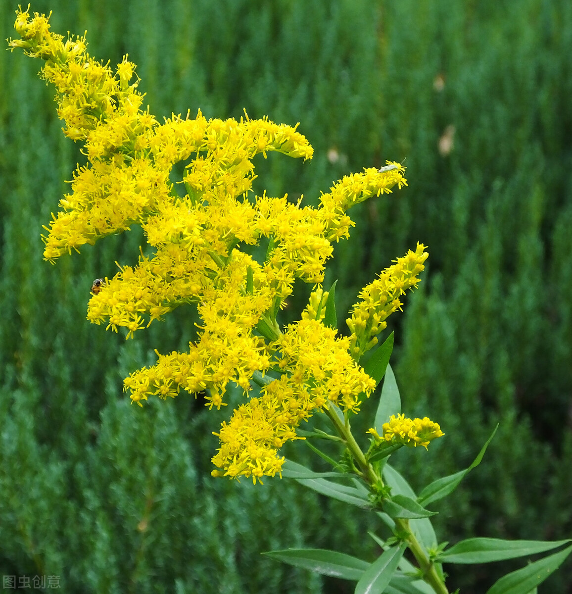 每个十一月生日对应的生日花,365天每天代表生日的花有哪些