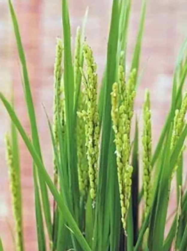 “大米熟了”，不是锅里煮的，而是阳台上栽的，一起来采摘吧