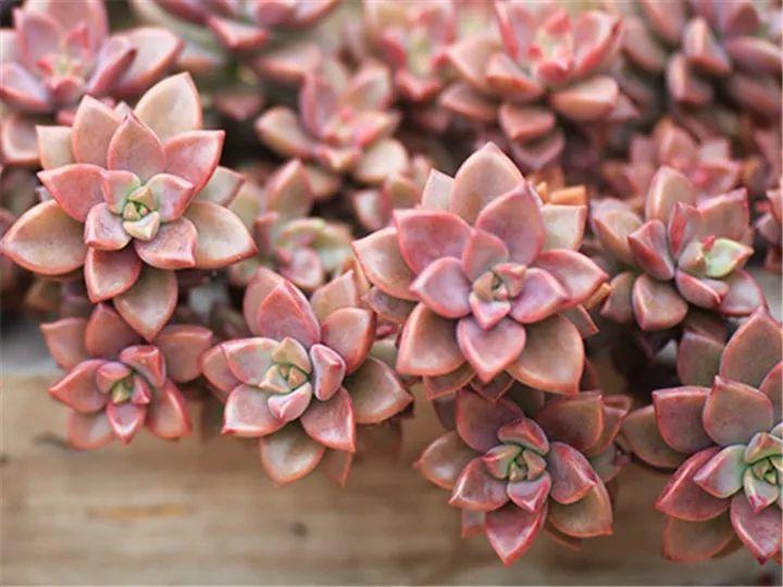 100种常见多肉的养法图片大全,60种好度夏的多肉植物