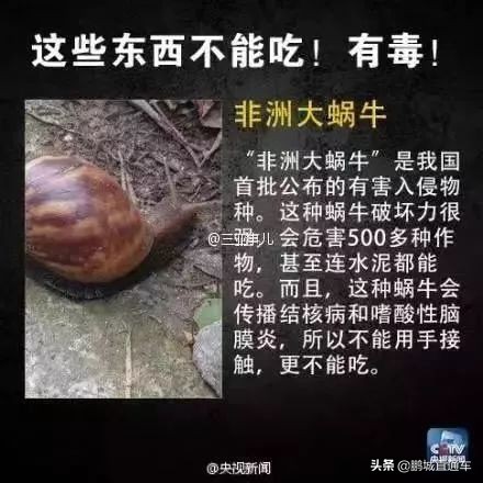 下雨过后路边为什么会出现蜗牛,深圳雨后出现非洲大蜗牛怎么处理