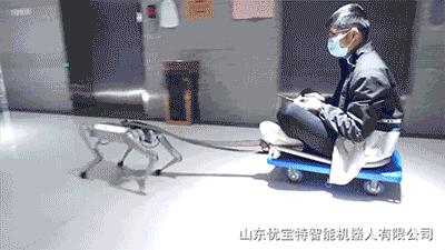 1万8元秋田犬出售,最新一代机器狗