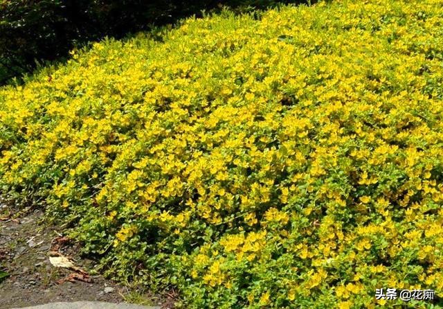 地被植物就选过路黄，轻松长成“地毯”，耐寒耐热又好看！