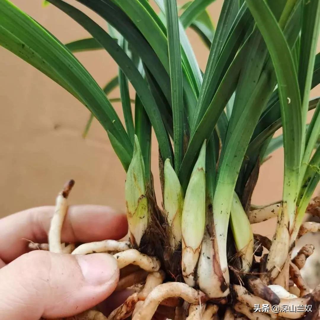 兰花出花苞了要怎样养护,兰花在出花苞时如何养护