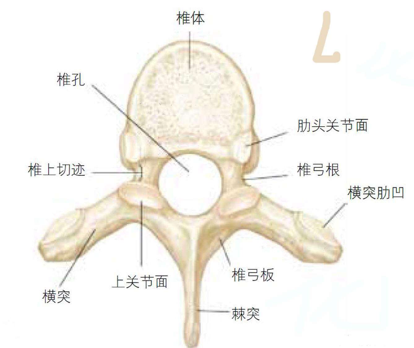 被撞肋骨骨折保险公司赔偿多少,车祸肋骨骨折保险公司赔偿案例