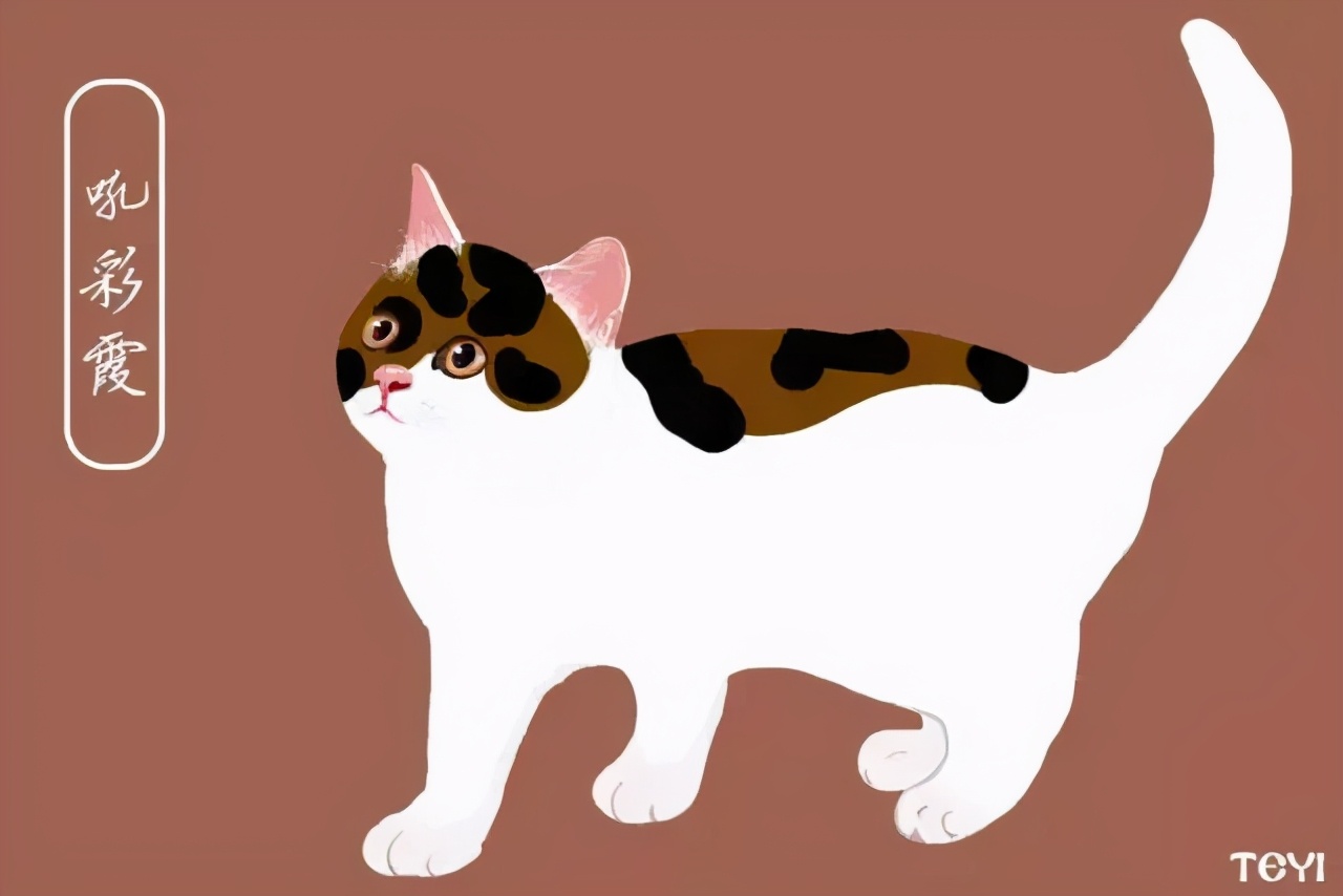 中华田园猫的品种介绍和图片大全,常见中华田园猫品种名称