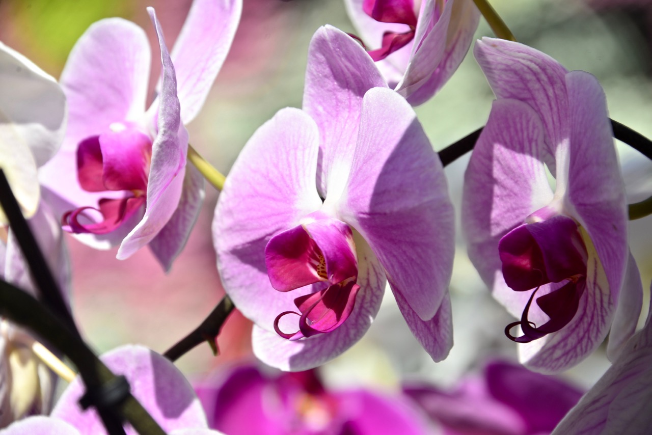 踏月赏花风景图片,十月桂花风景图片大全