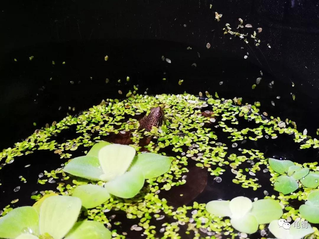 蛋龟之斑纹泥龟的介绍,蛋龟漂亮