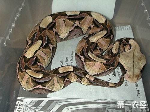 冷血精神病有感情吗,冷血精神病治疗